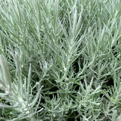 Shrubs Helichrysum Italicum Curry Plant 11 Shrubs Helichrysum Italicum Curry Plant