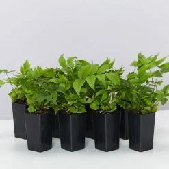 Indoor Garden Cyrtomium Falcatum Maritimum