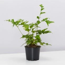 Pot + Plant Gift Box Cyrtomium Falcatum Maritimum - Pot + Plant + Soil Border Plants 22 Pot + Plant Gift Box Cyrtomium Falcatum Maritimum - Pot + Plant + Soil Border Plants