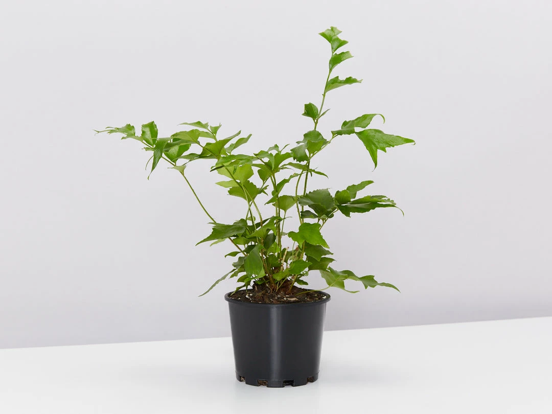 Pot + Plant Gift Box Cyrtomium Falcatum Maritimum - Pot + Plant + Soil Border Plants 6 Pot + Plant Gift Box Cyrtomium Falcatum Maritimum - Pot + Plant + Soil Border Plants