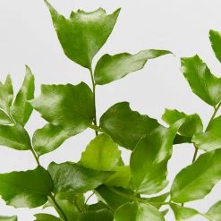 Pot + Plant Gift Box Cyrtomium Falcatum Maritimum - Pot + Plant + Soil Border Plants