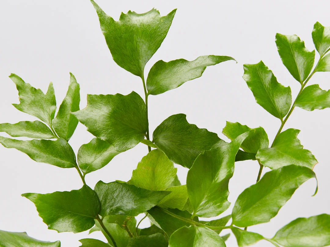 Pot + Plant Gift Box Cyrtomium Falcatum Maritimum - Pot + Plant + Soil Border Plants 4 Pot + Plant Gift Box Cyrtomium Falcatum Maritimum - Pot + Plant + Soil Border Plants