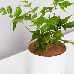 Pot + Plant Gift Box Cyrtomium Falcatum Maritimum - Pot + Plant + Soil Border Plants 21 Pot + Plant Gift Box Cyrtomium Falcatum Maritimum - Pot + Plant + Soil Border Plants