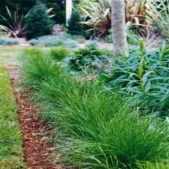 Shrubs Full Sun Lomandra Confertifolia