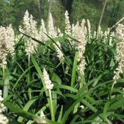 Shrubs Liriope Muscari Munroe White