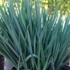 Shrubs Dianella Revoluta Full Sun