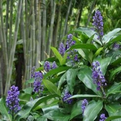 Indoor Garden Shrubs Dichorisandra Thyrsiflora Blue Ginger