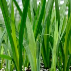 Shrubs Dietes Bicolor