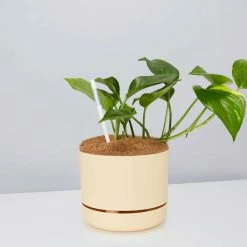 Pot + Plant Gift Box The Beginners Gift Box 🎁 Easy Care Plants