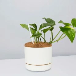 Pot + Plant Gift Box The Beginners Gift Box 🎁 Easy Care Plants