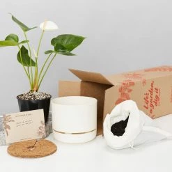 Pot + Plant Gift Box Anthurium Flowering Varieties - Pot + Plant + Soil