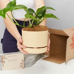 Pot + Plant Gift Box Devils Ivy 'Golden Pothos' - Pot + Plant + Soil