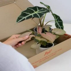 Indoor Garden Alocasias Alocasia Lowii 'Polly Amazonica' 13 Indoor Garden Alocasias Alocasia Lowii 'Polly Amazonica'