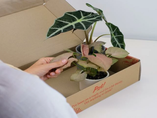 Indoor Garden Alocasias Alocasia Lowii 'Polly Amazonica' 7 Indoor Garden Alocasias Alocasia Lowii 'Polly Amazonica'