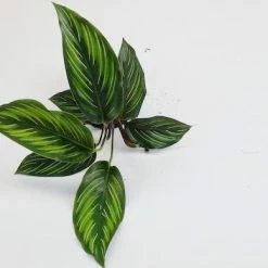Indoor Garden Calathea Beauty Star Pet-friendly Indoor Plants