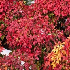 Hedge Nandina Domestica Nana