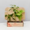 Indoor Garden Dark Matters Low Light Indoor Plant Pack 85mm Easy Care Plants