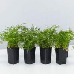 Indoor Garden White Rabbits Foot Fern