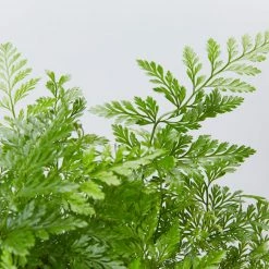 Indoor Garden White Rabbits Foot Fern