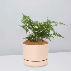 Pot + Plant Gift Box The Fern Gift Box - Pot + Plant + Soil Easy Care Plants