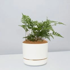 Pot + Plant Gift Box The Fern Gift Box - Pot + Plant + Soil Easy Care Plants