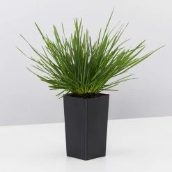 Shrubs Deschampsia Cespitosa Border Plants