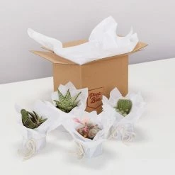 Succulents Desert Dreams Succulent Cacti Box Pool Friendly Plants
