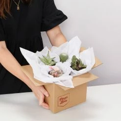 Succulents Desert Dreams Succulent Cacti Box Pool Friendly Plants