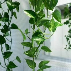 Indoor Garden Pothos 'Devils Ivy' Golden Pothos