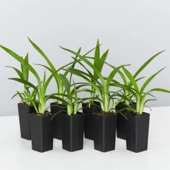 Shrubs Dianella Emerald Fountain