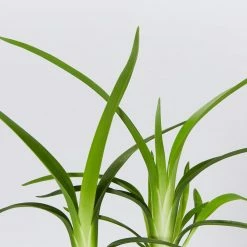 Shrubs Dianella Emerald Fountain