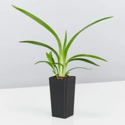 Shrubs Dianella Emerald Fountain