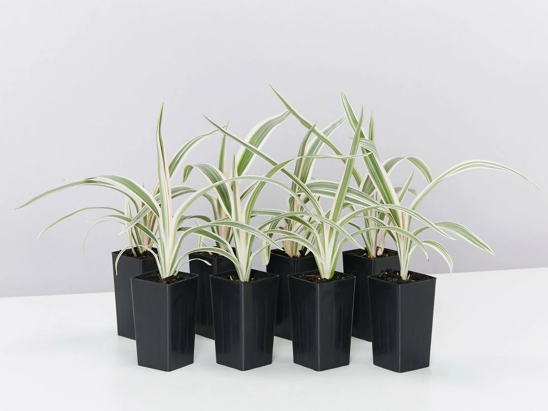 Shrubs Dianella 'Silver Streak' Variegated 3 Shrubs Dianella 'Silver Streak' Variegated