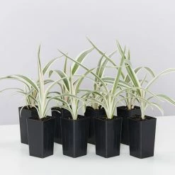 Shrubs Dianella Variegata Full Sun