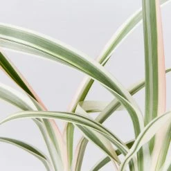 Shrubs Dianella 'Silver Streak' Variegated 11 Shrubs Dianella 'Silver Streak' Variegated