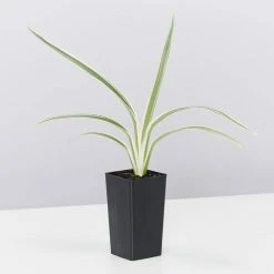 Shrubs Dianella 'Silver Streak' Variegated 10 Shrubs Dianella 'Silver Streak' Variegated