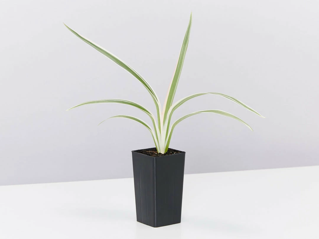 Shrubs Dianella 'Silver Streak' Variegated 5 Shrubs Dianella 'Silver Streak' Variegated