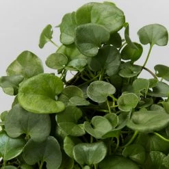 Shrubs Ground Covers Dichondra Repens