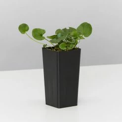 Shrubs Ground Covers Dichondra Repens