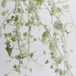 Shrubs Dichondra Silver Falls Hanging Plant