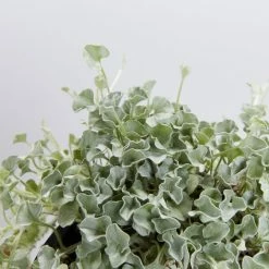 Shrubs Dichondra Silver Falls Hanging Plant