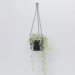 Shrubs Dichondra Silver Falls Hanging Plant