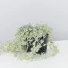 Shrubs Dichondra Silver Falls Hanging Plant