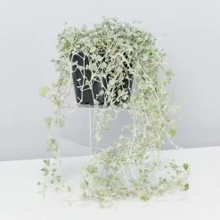 Shrubs Ground Covers Dichondra Silver Falls