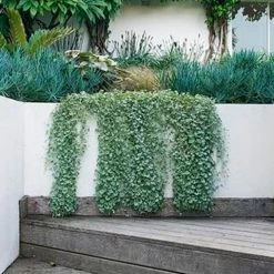 Shrubs Dichondra Silver Falls Hanging Plant