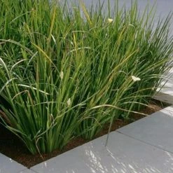 Shrubs Dietes Bicolor