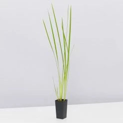 Shrubs Dietes Bicolor