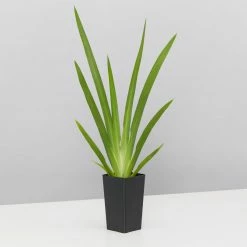 Shrubs Full Sun Dietes Iridioides