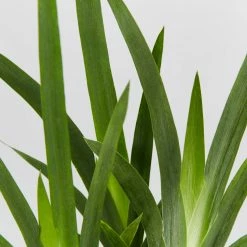 Shrubs Dietes Vegeta Catenulata Dwarf