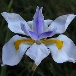 Shrubs Full Sun Dietes Grandiflora